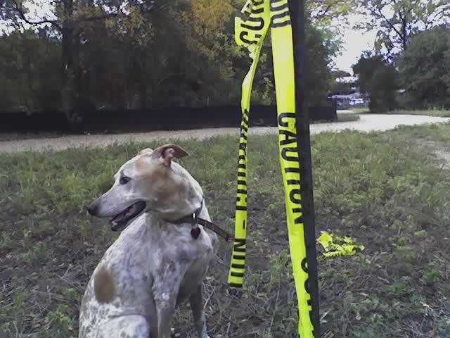 Caution: Dog At Play